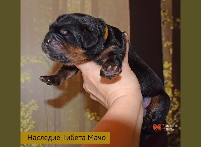 Щенки от пары Ерик х Конфета